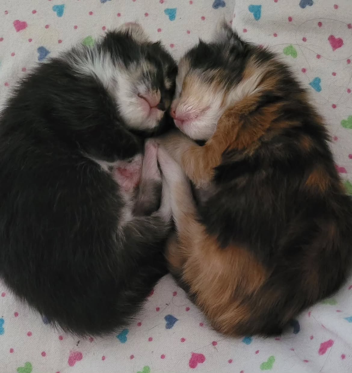 Lucia (U) Maine Coon female kitten