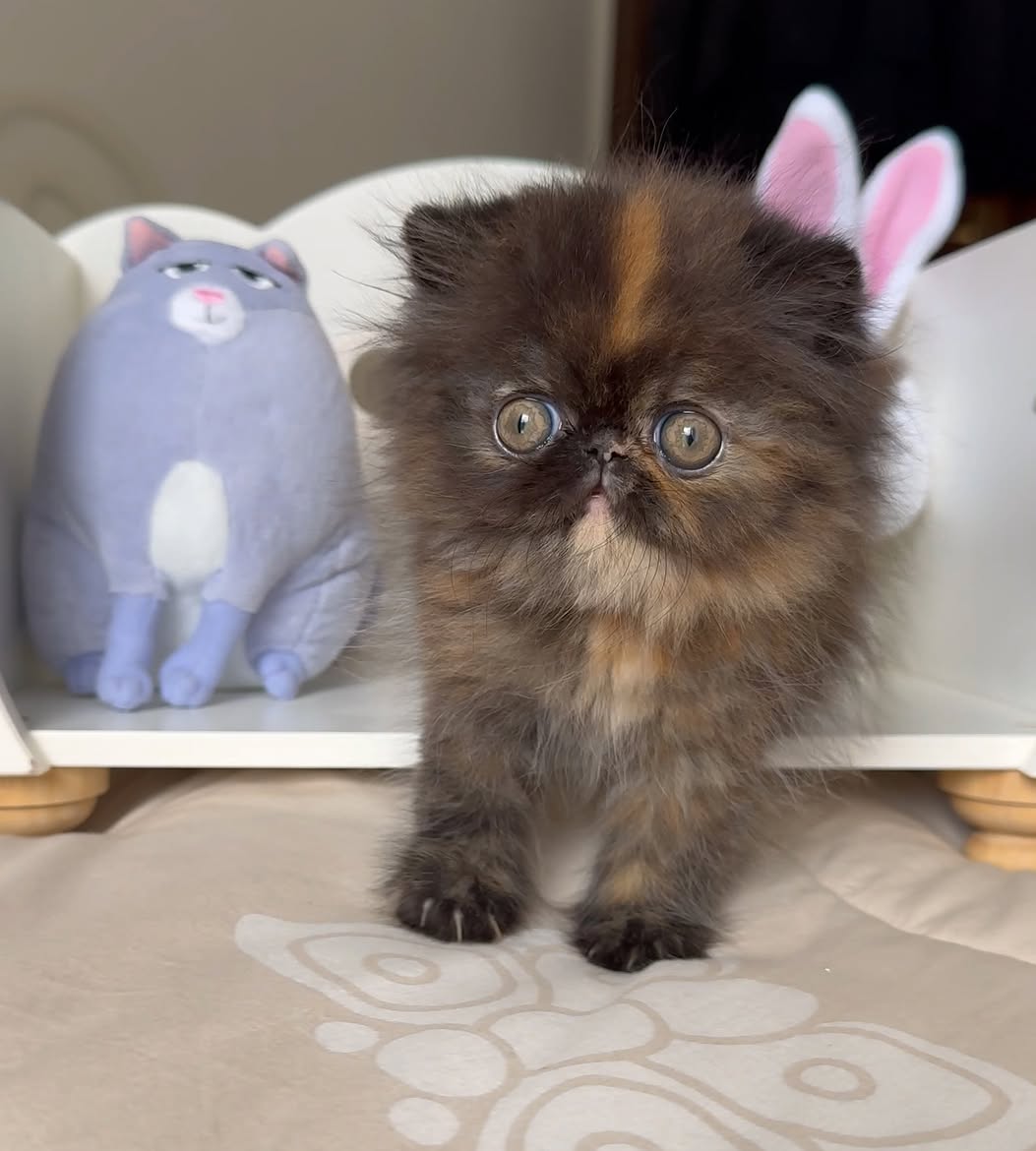 Percy (U) Persian male kitten