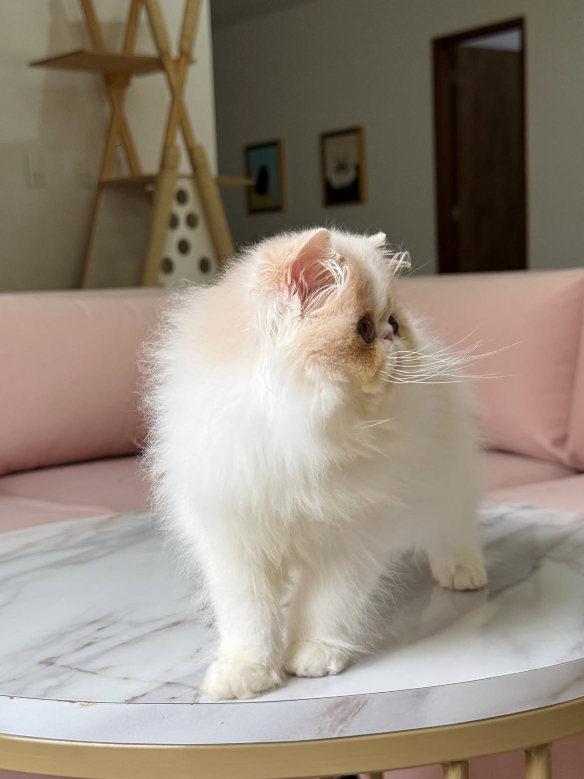 Bella 3