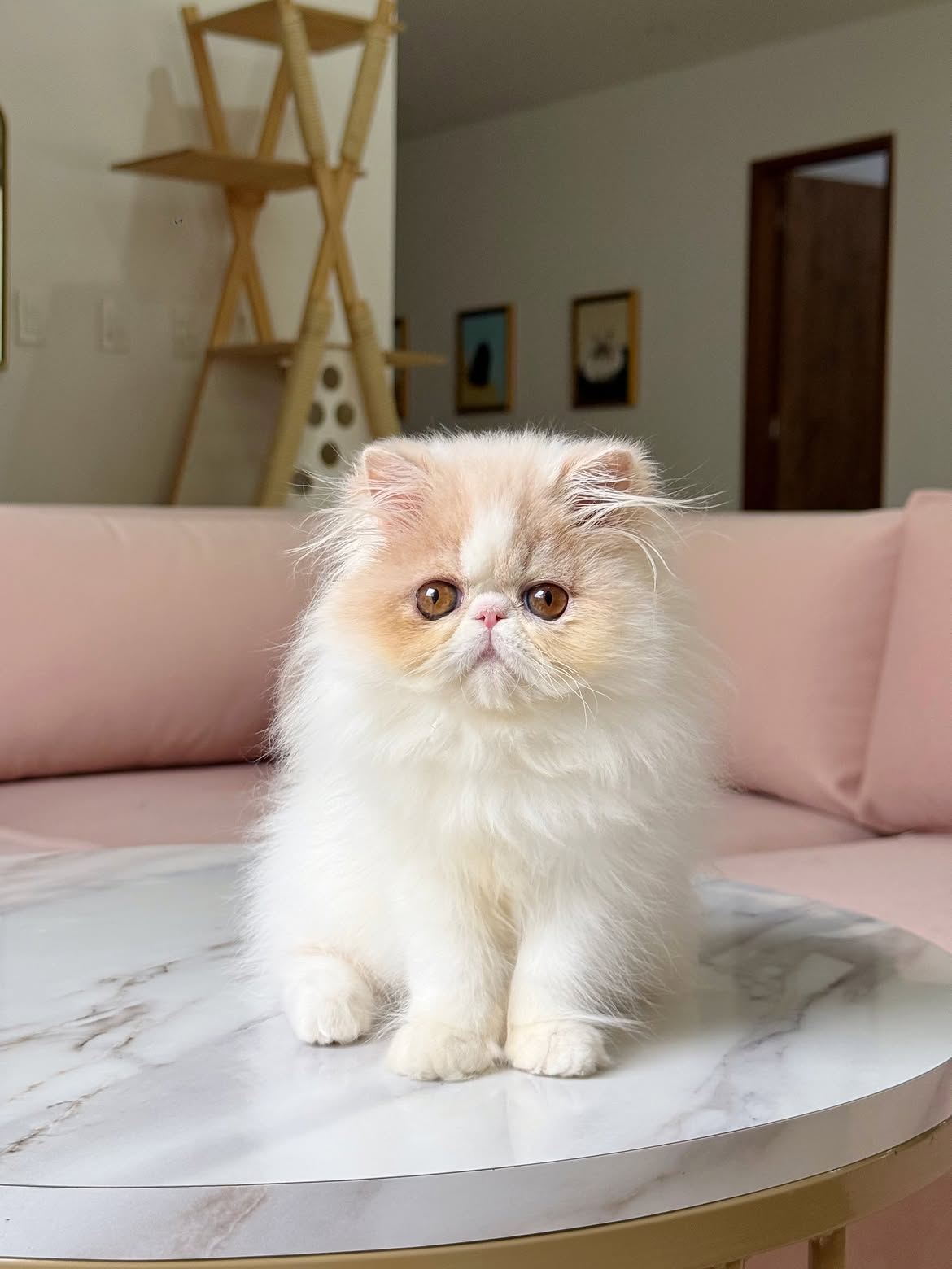 Bella