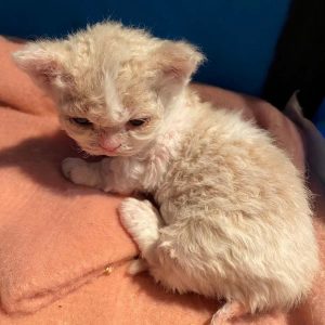 Paul (U) Munchkin male kitten
