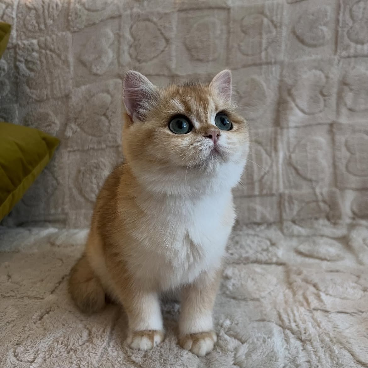 Oliver