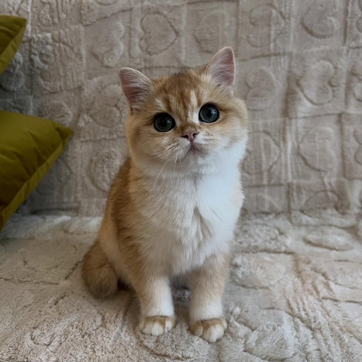 Oliver 2