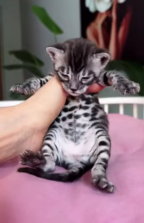 Naya (U) Bengal male kitten