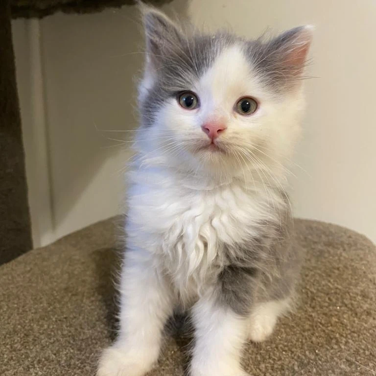 Nala