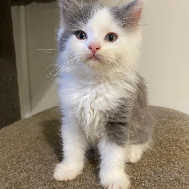 Nala Playing