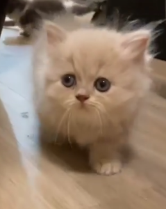 Ramson (U) Munchkin male kitten