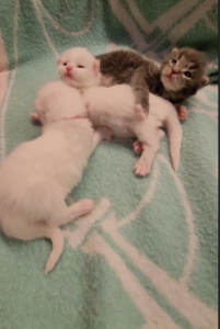 Cosmas (U) Maine Coon male kitten