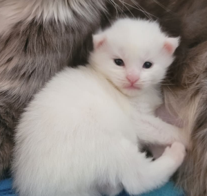 Kyle (U) Maine Coon male kitten