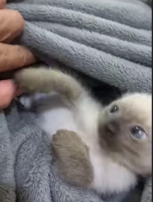 Alexia (U) Siamese female kitten