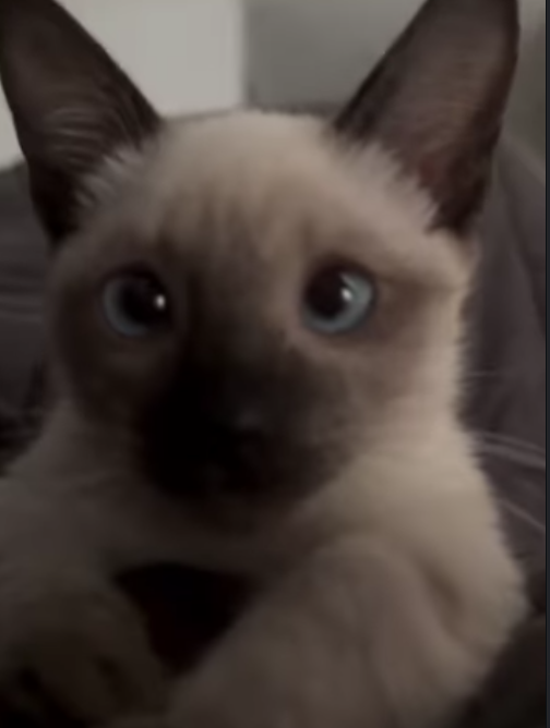 Hayden (U) Siamese male kitten
