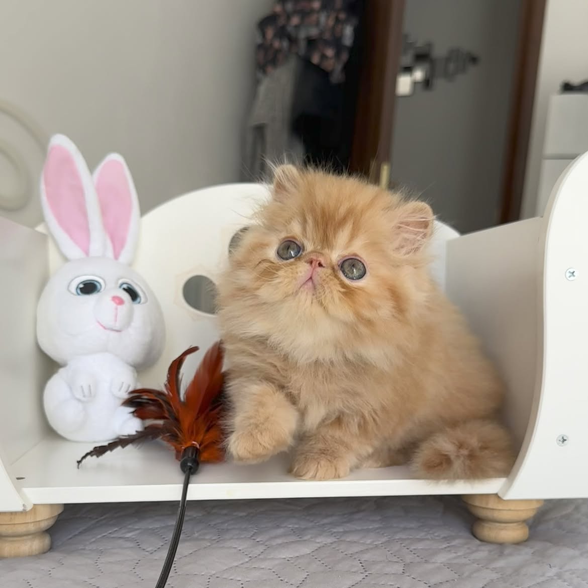 Finn