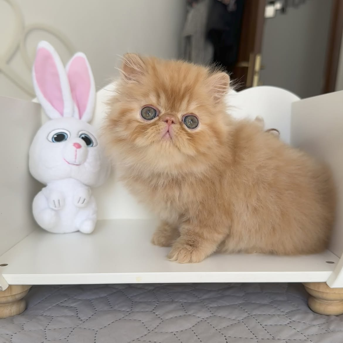 Finn 2