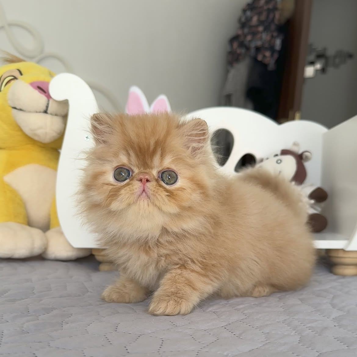 Finn 3