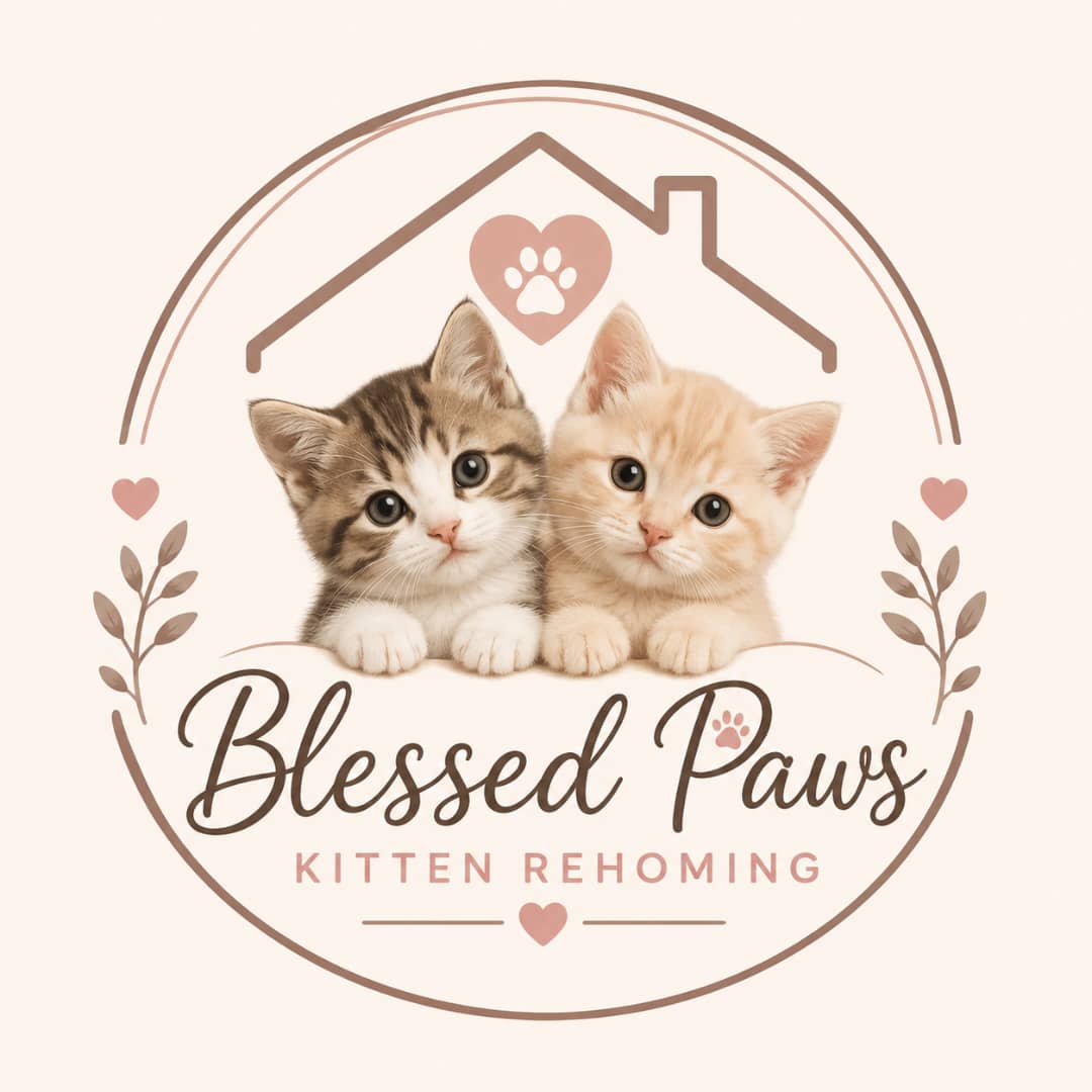 Blessed Paws Kitten Rehoming