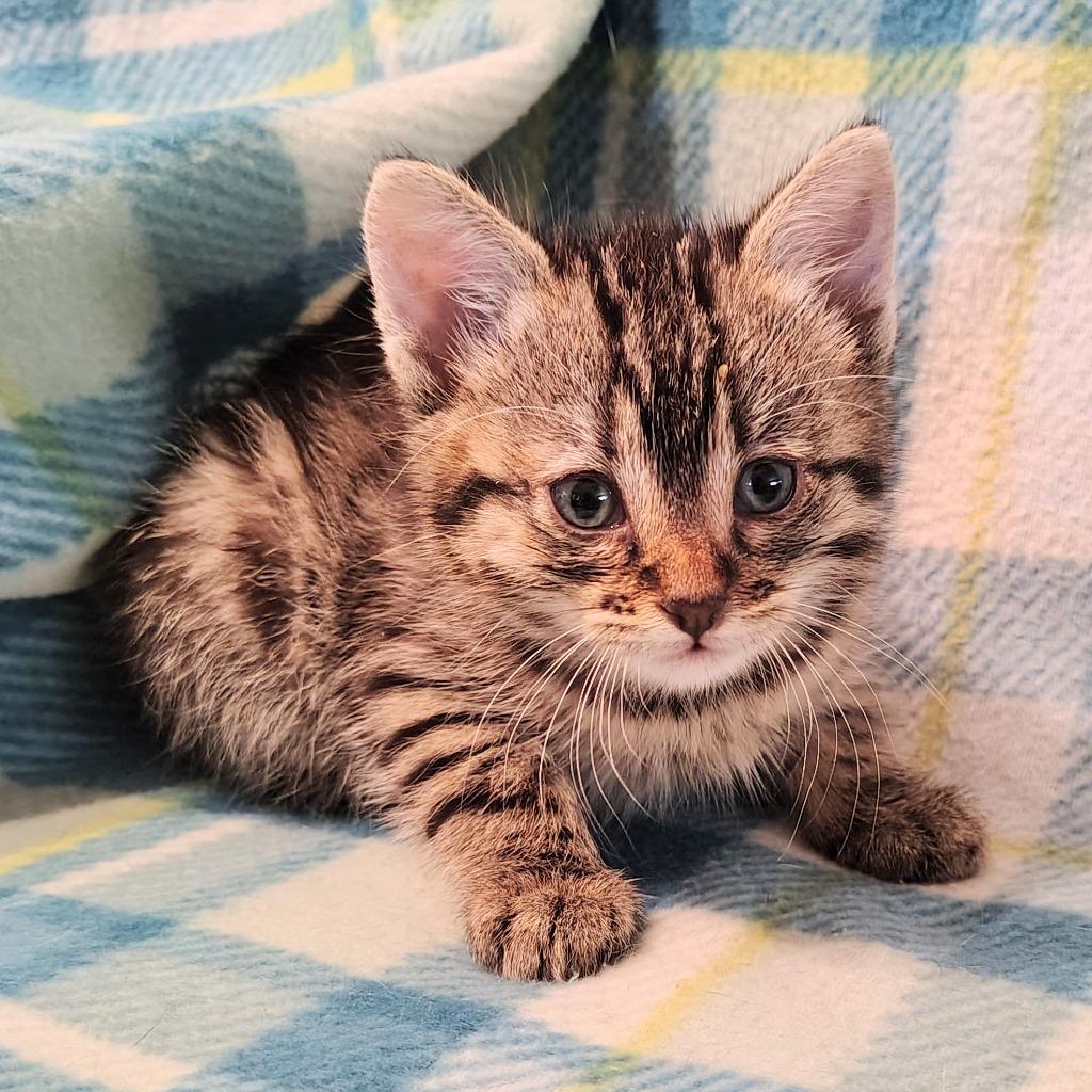 Zeus (U) Bengal male kitten