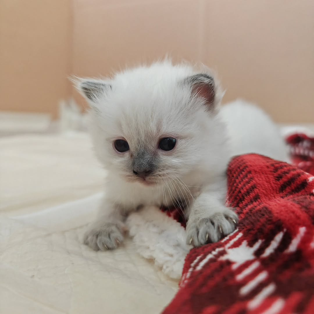Bruno (U) Ragdoll male kitten