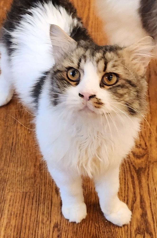 Hunter (U) Maine Coon male kitten