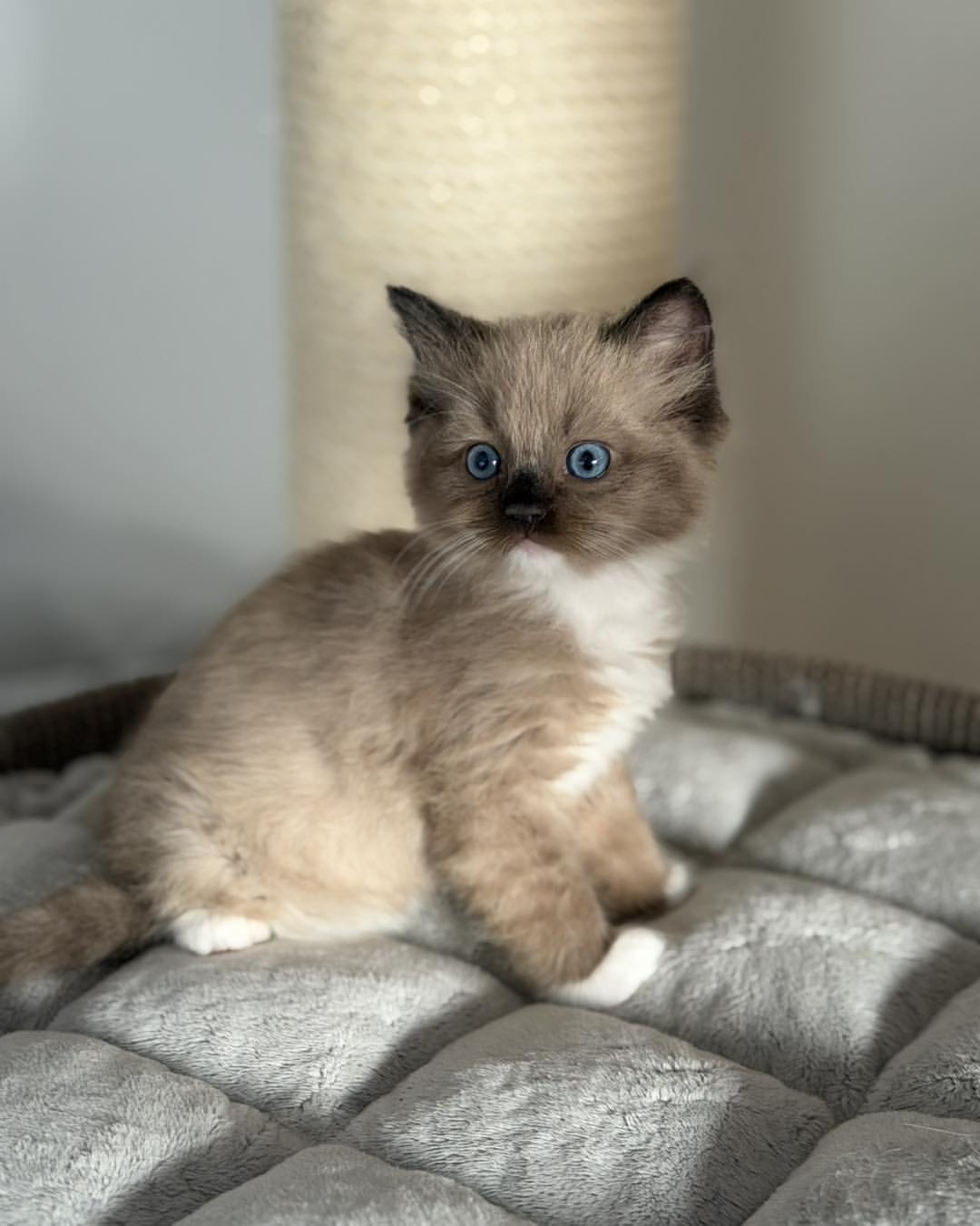 Cleo 2