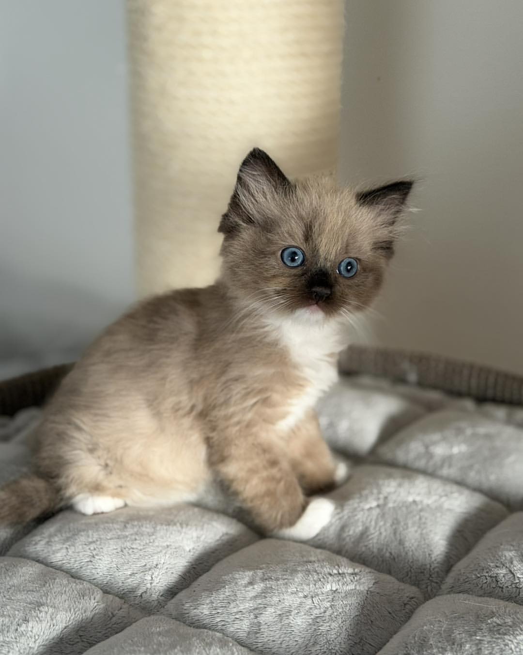 Cleo