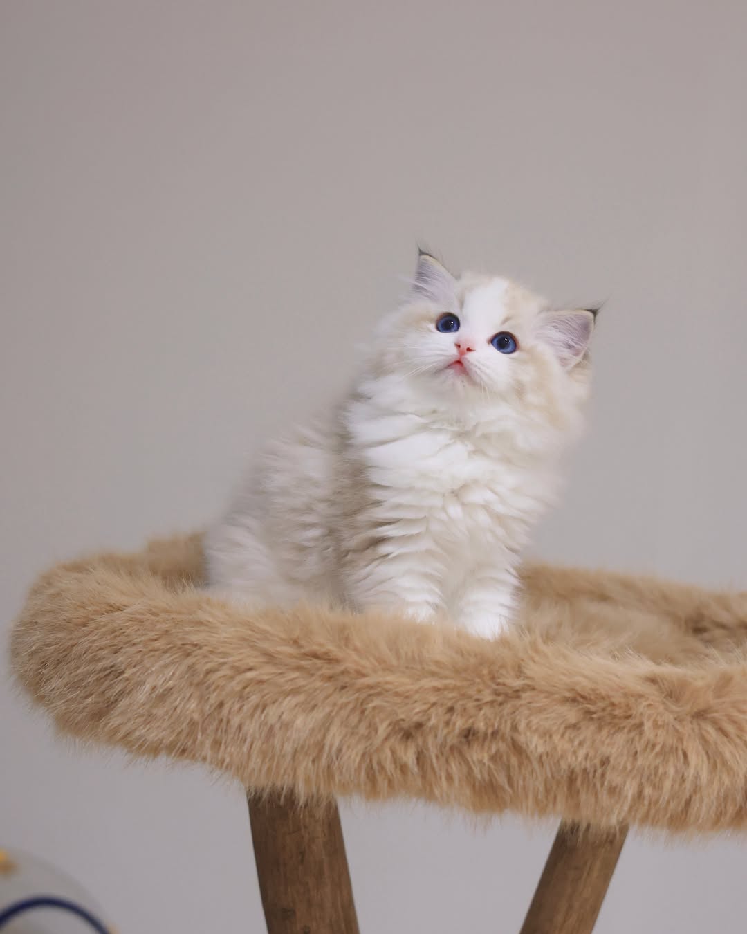 Coco 3