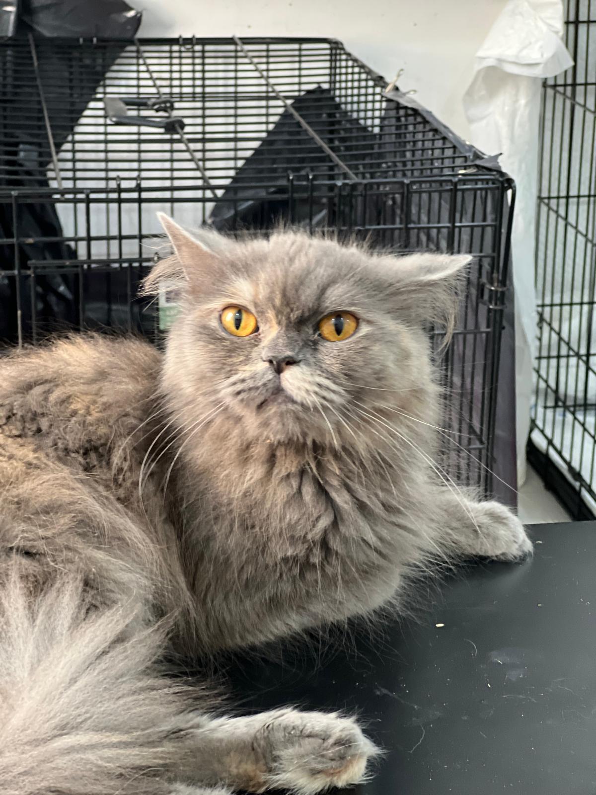 Duchess (U) Persian female kitten