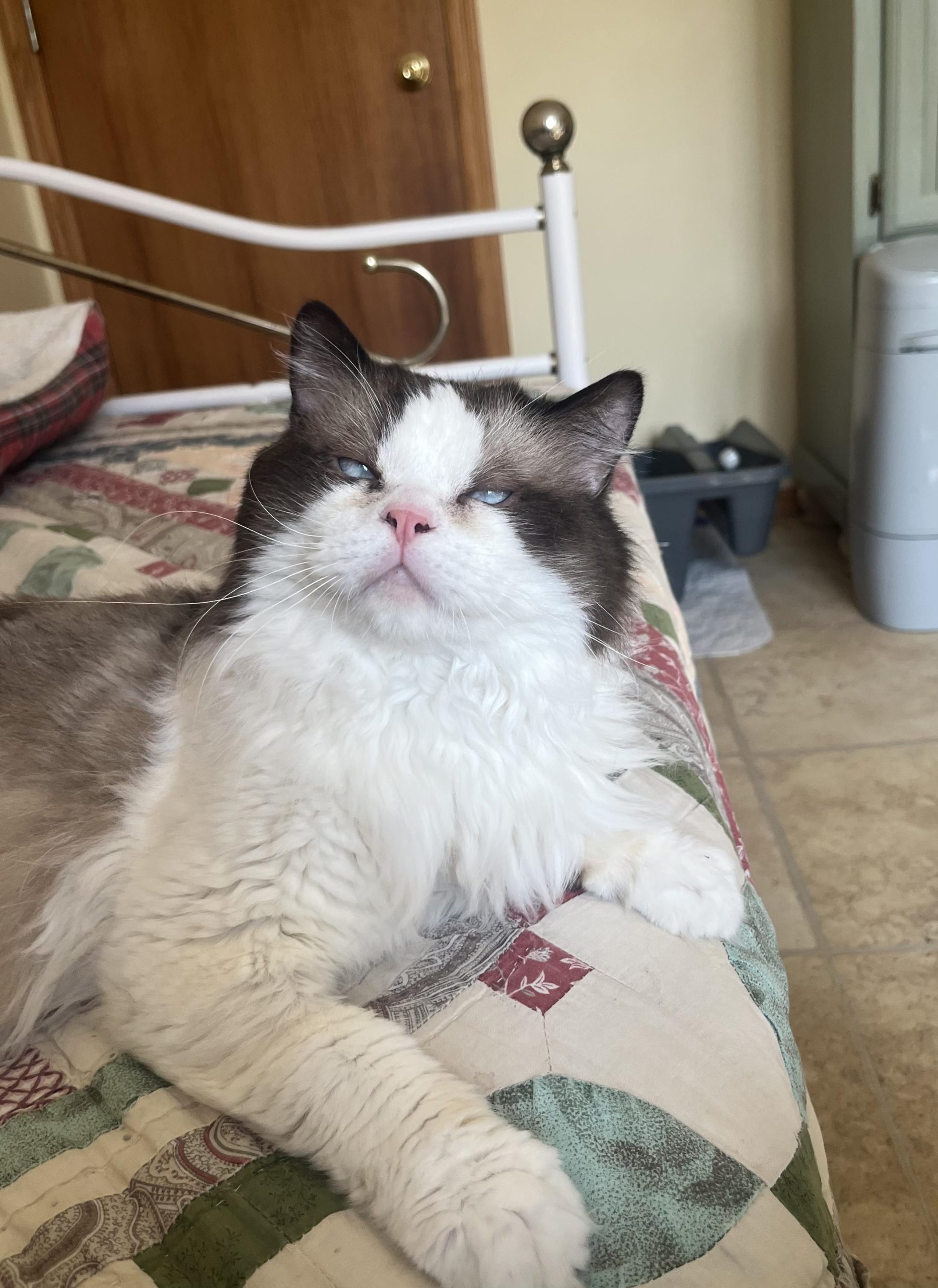 Teddy (U) Ragdoll male kitten
