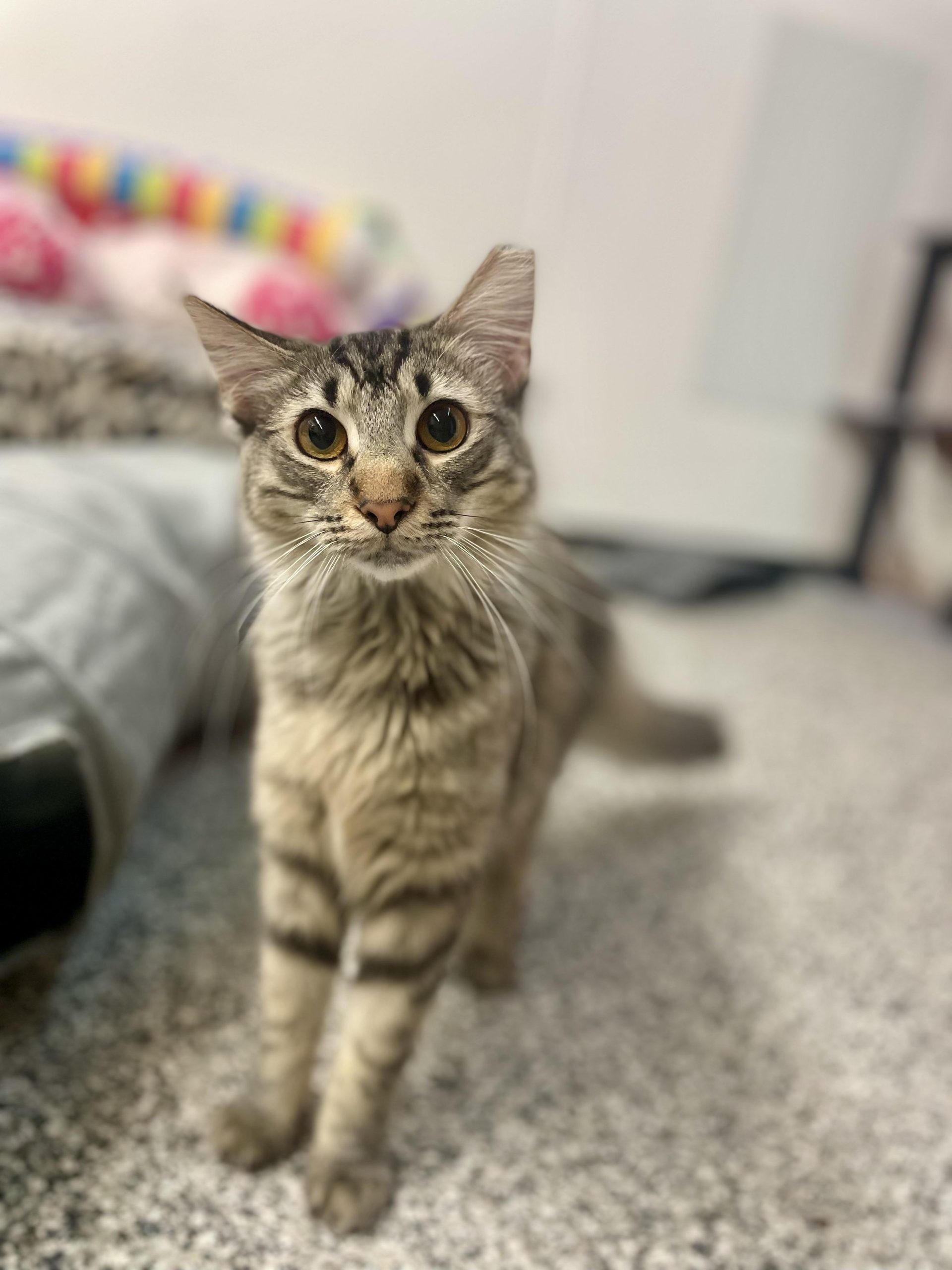Athena (U) Maine Coon female kitten