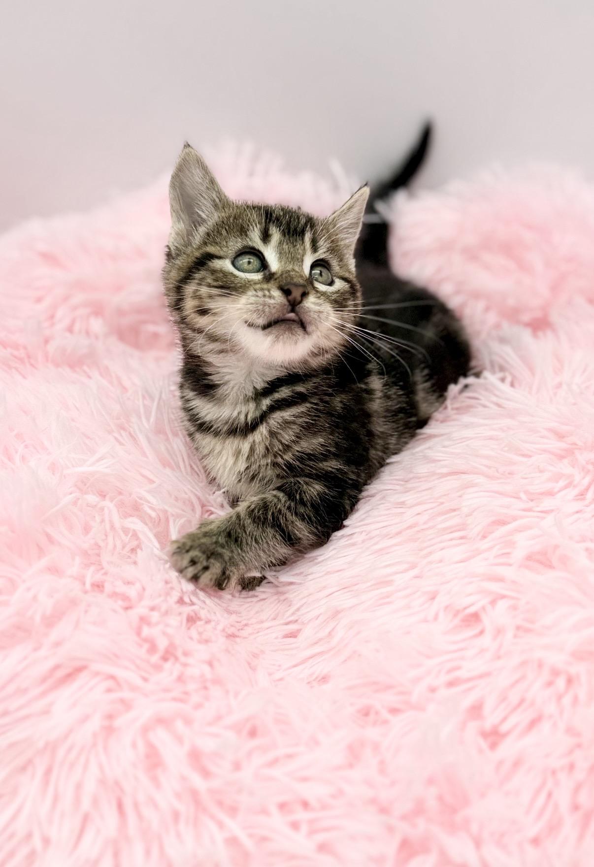 Marley (U) Bengal male kitten