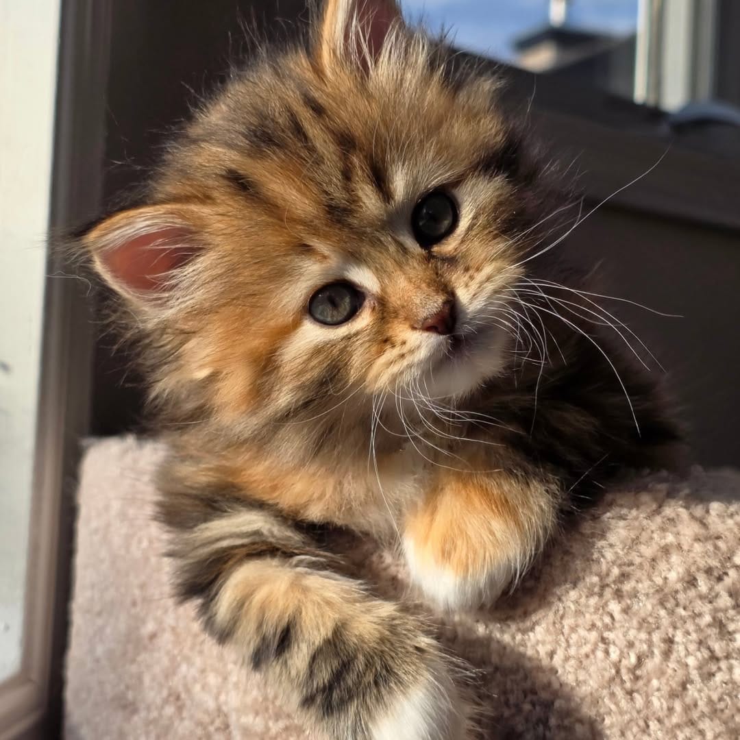 Snowball