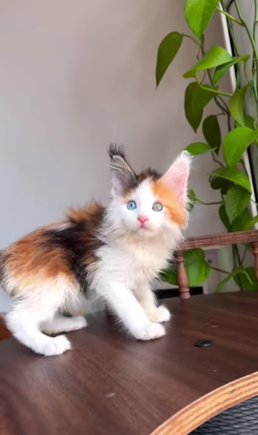 Mimi