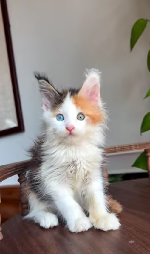 Mimi Playful