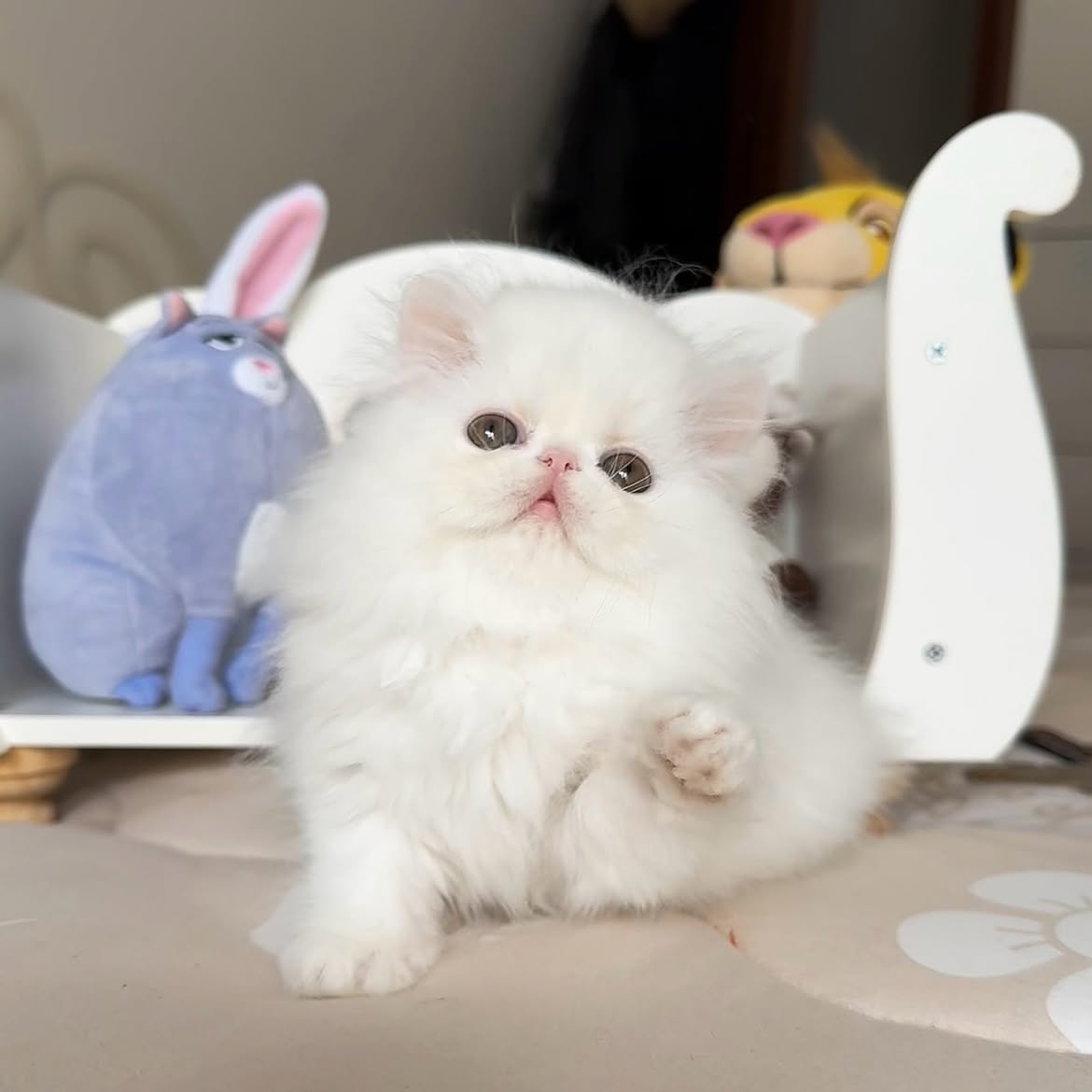 Taylor (U) Persian male kitten